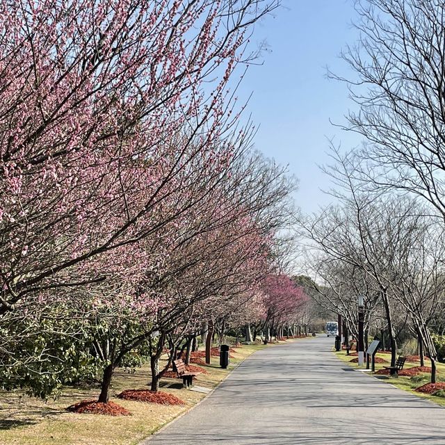 【上海桜の名所】上海人なら誰でも知っている顧村公園