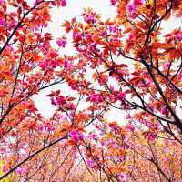 Shenshan Park-Wuhu