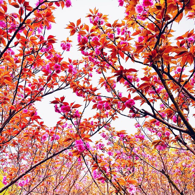 Shenshan Park-Wuhu