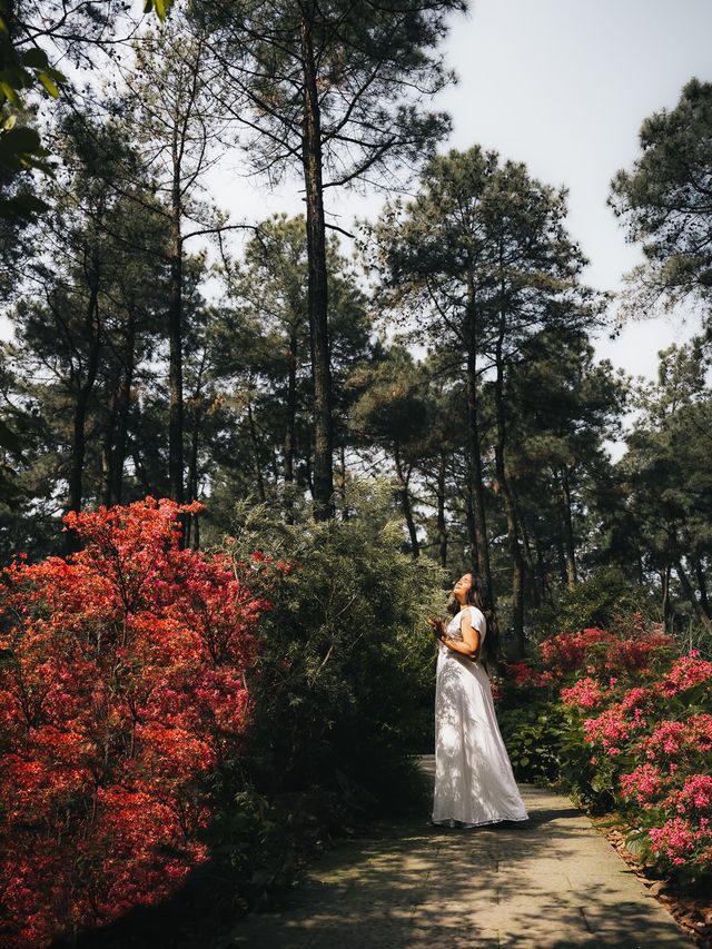 Colours of Spring in Hangzhou 💐