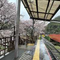 在京都🇯🇵嵐山坐小火車看雨櫻是什麼感覺？