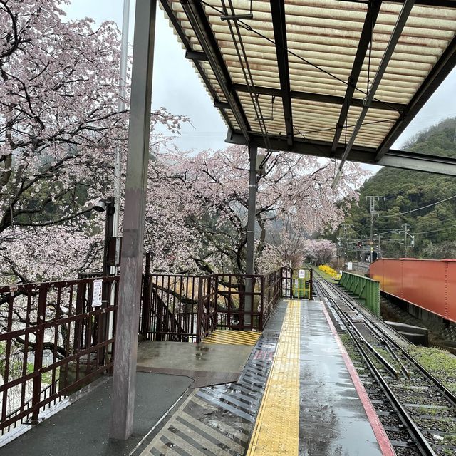 在京都🇯🇵嵐山坐小火車看雨櫻是什麼感覺？