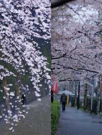 In April, I'm going to Nara Yoshino Mountain to experience the cherry blossoms of spring. Here's a nanny-level guide.