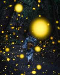 Fun fact: Fireflies in Japan