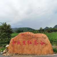 打卡清遠英德積慶裏紅茶穀
