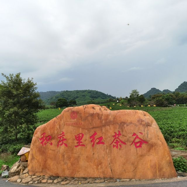 打卡清遠英德積慶裏紅茶穀