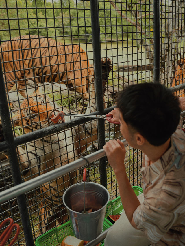 曼谷野生動物世界｜近距離和動物互動