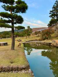 Feed Japan‘s Famous Deer