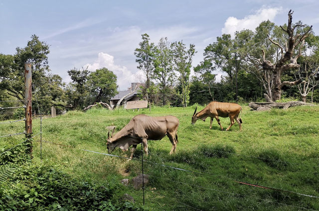 全球追秋｜天王寺動物園大自然與動物的完美結合