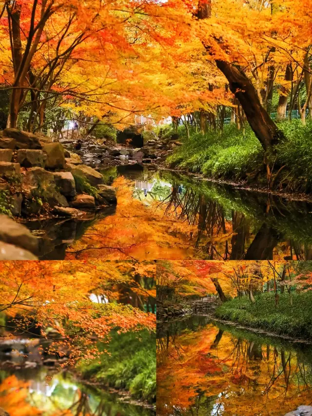 杭州12月にここに来てハイキングで紅葉を楽しむのはまさに目を楽しませてくれます！