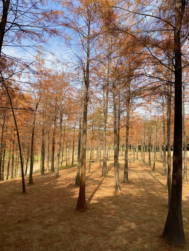 比油畫還美深圳醉美落羽紅杉