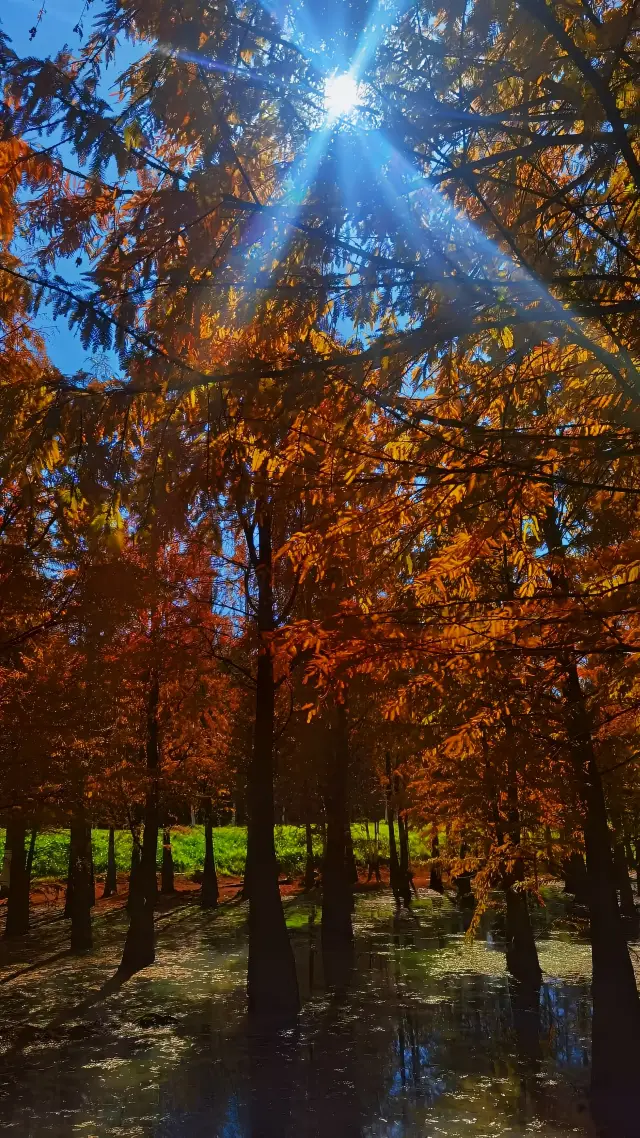 春の昆明への旅行｜海洪湿地の快適な旅