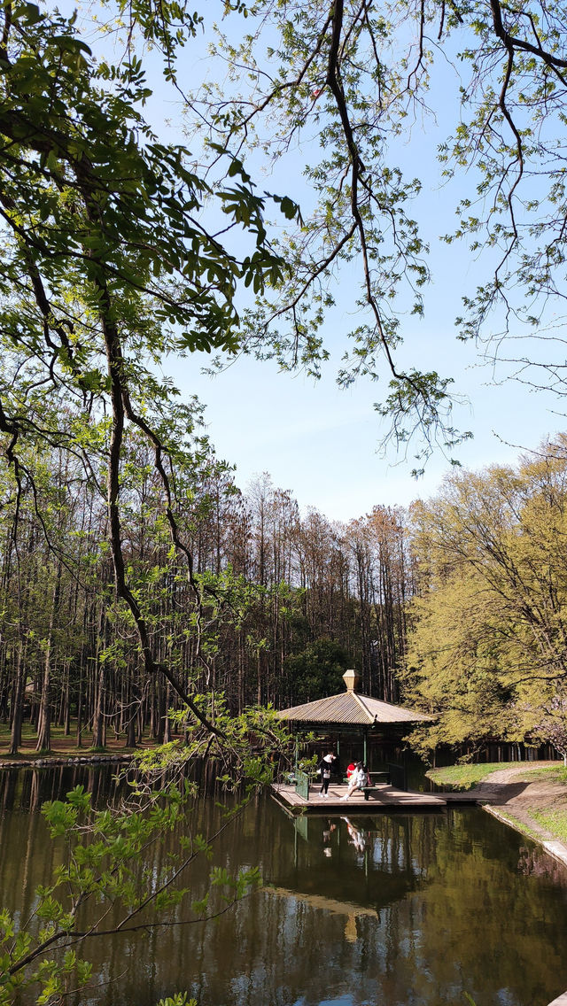 春天的共青森林公園，到哪裡都是風景，71
