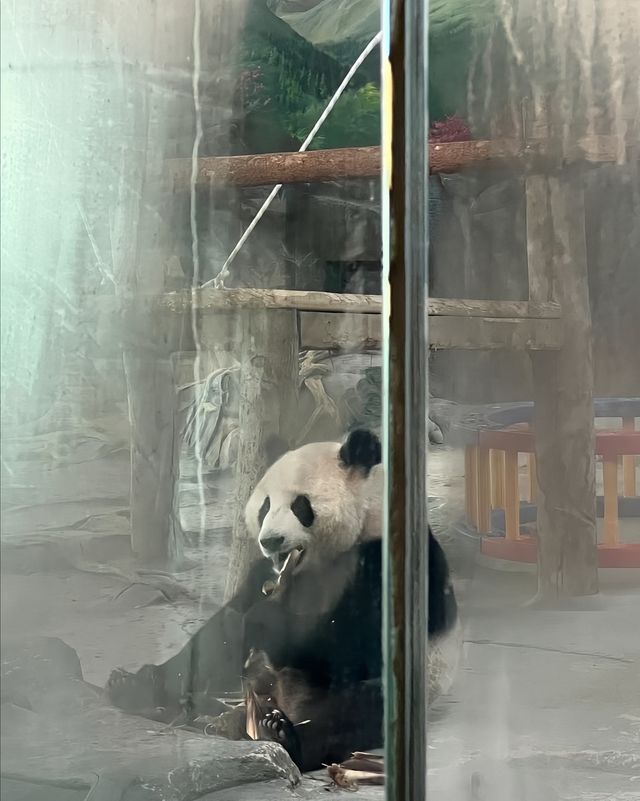 武漢動物園去了哇塞⊙ω⊙