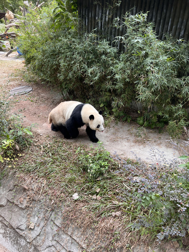 廣州動物園遊玩攻略20元帶你看熊貓