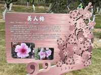 深圳梅園梅花滿山的梅花太美了