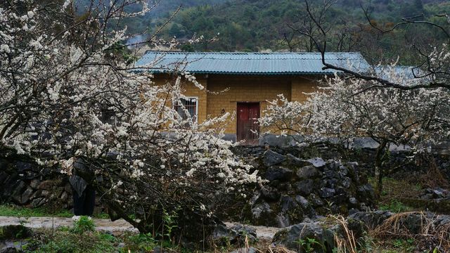 清遠陽山水浪花谷賞百畝李花，原生態峰林石山鄉村