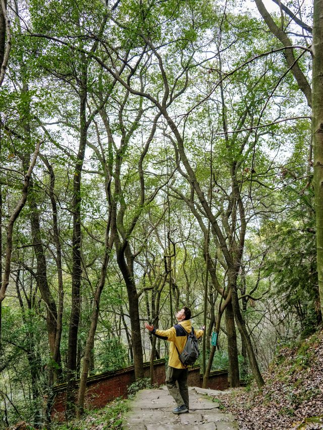 新年上山祈福去丨一條被忽略的治癒徒步古道