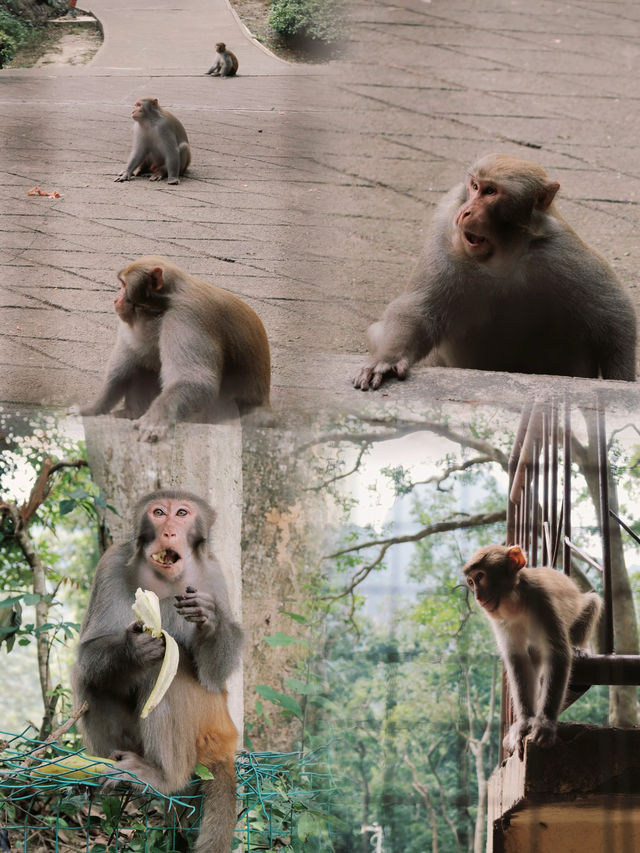 南寧龍虎山與小猴子一起的奇妙之旅
