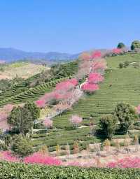 春節好去處｜在福建！！藏在漫畫裡的櫻花園