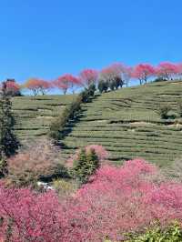 春節好去處｜在福建！！藏在漫畫裡的櫻花園