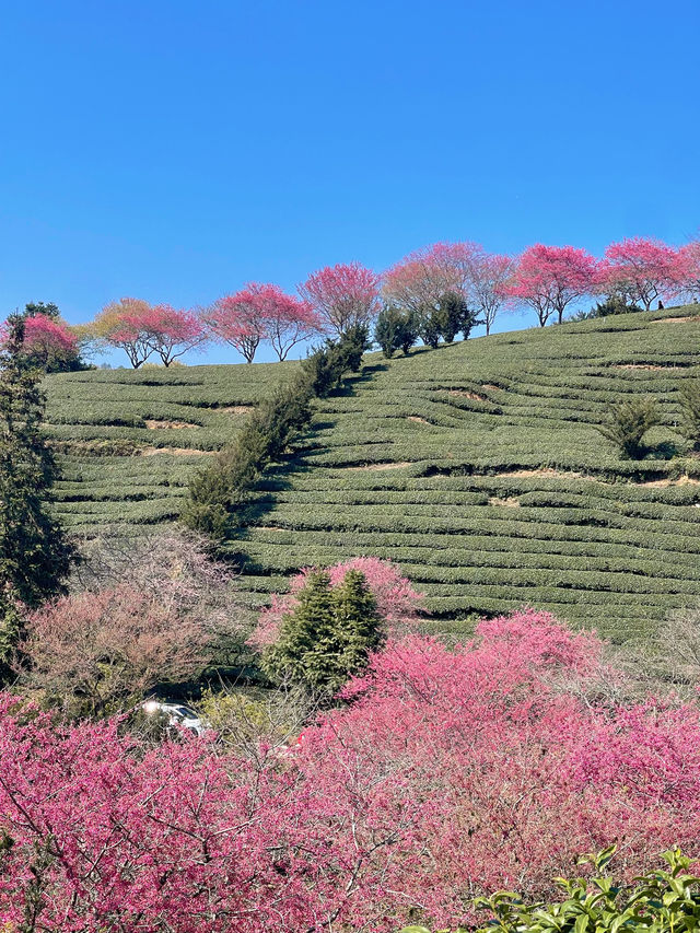 春節好去處｜在福建！！藏在漫畫裡的櫻花園