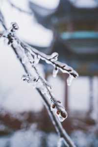 看看陽明山的霧凇