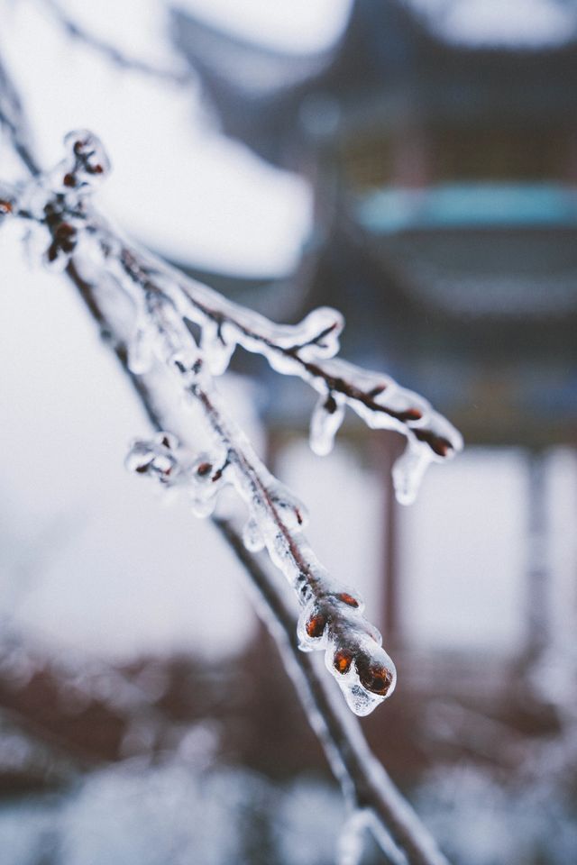 看看陽明山的霧凇