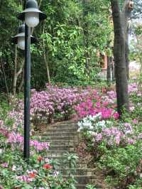 廣州春日限定的這條花路，我先走了