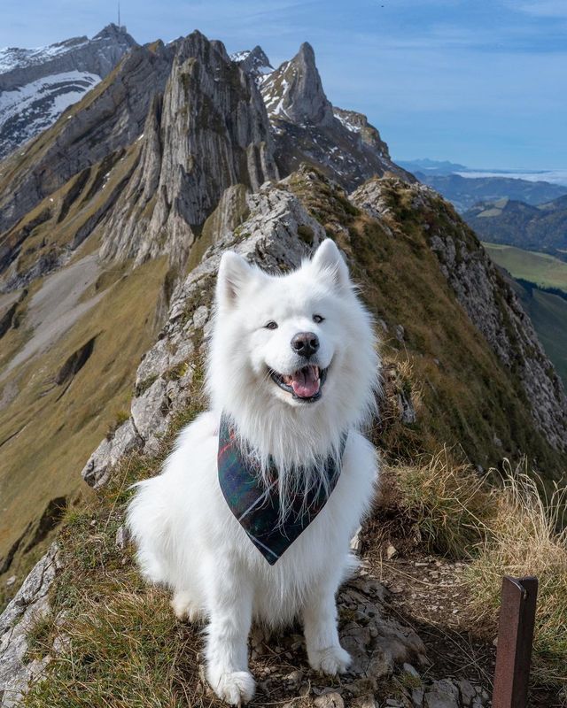 Discover the Beauty of Switzerland: Hike with Felix the Koala! 🇨🇭🥾