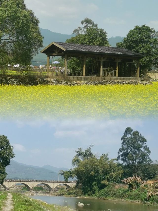 春日限定！ | 這個春天就來古山重看油菜花吧！！