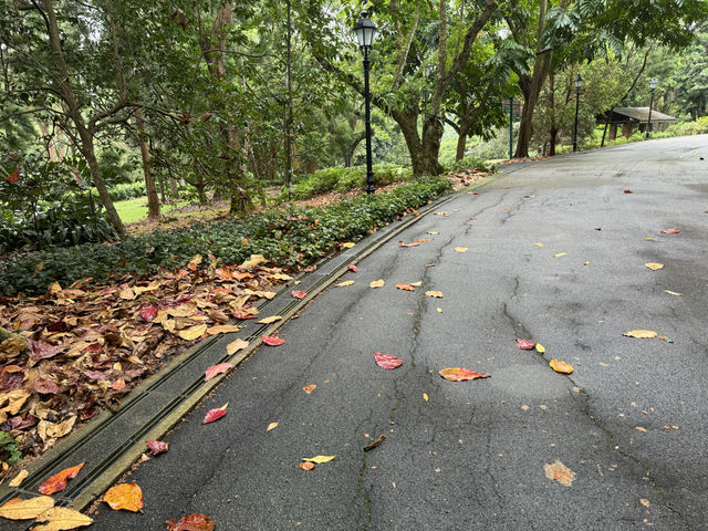 新加坡植物園不完全探索