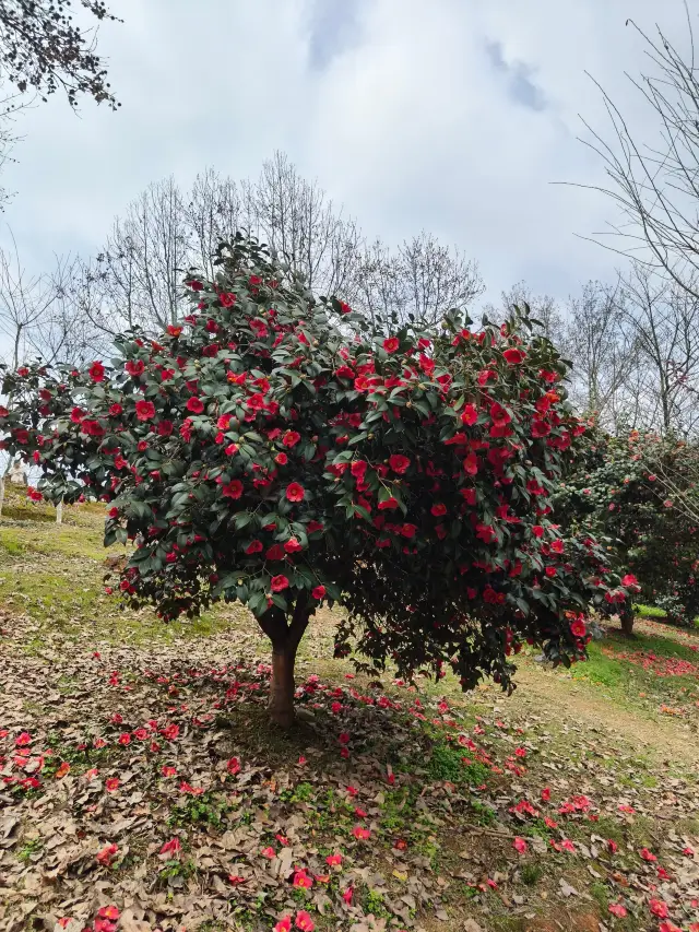 Mid-March update on the Hunan Provincial Botanical Garden situation in early March