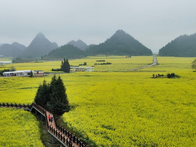 春日萌動，雲南羅平等你來！