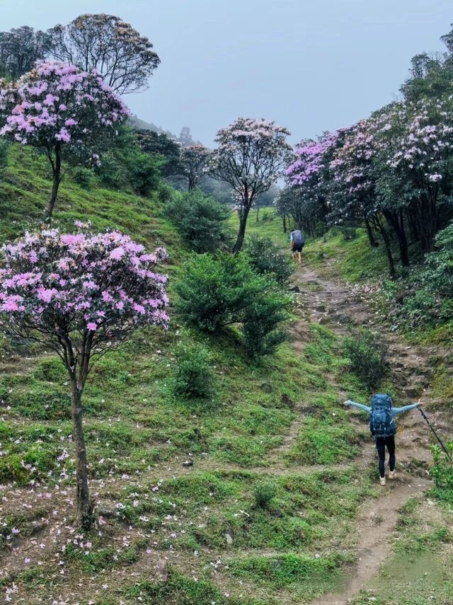 即使不能到達武功山，鸡笼顶的美景也足以讓人驚艷