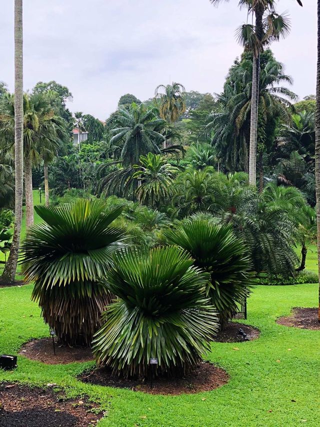 新加坡植物園