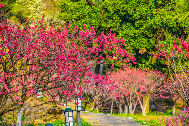 陽春三月，踏青賞花好時節