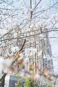 武漢別總想著櫻花園，來看看堤角公園櫻花盛宴