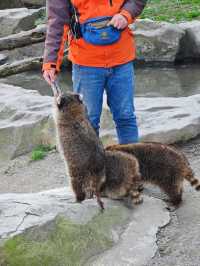 上海野生動物園一日遊