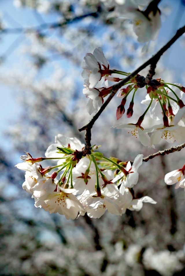 世紀公園賞櫻花