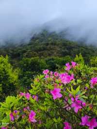 梧桐山毛棉杜鹃花開成海