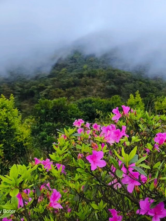 梧桐山毛棉杜鹃花開成海