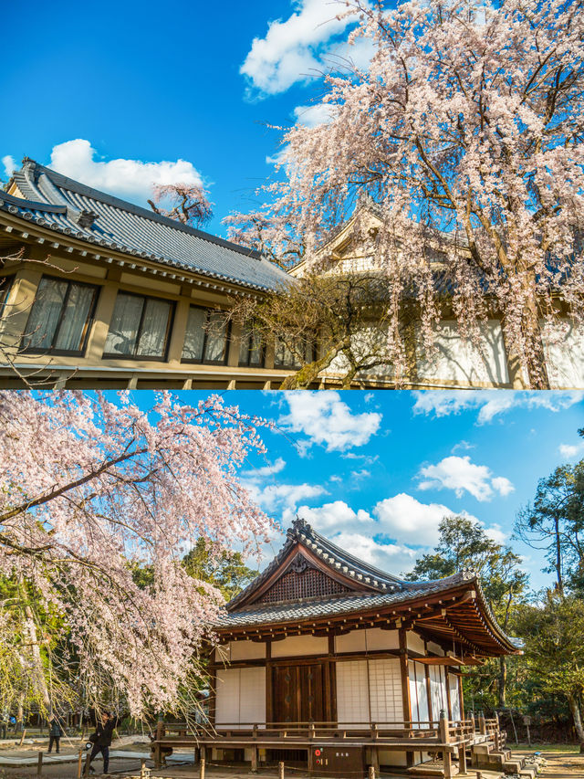 人間四月天，京都賞櫻全攻略