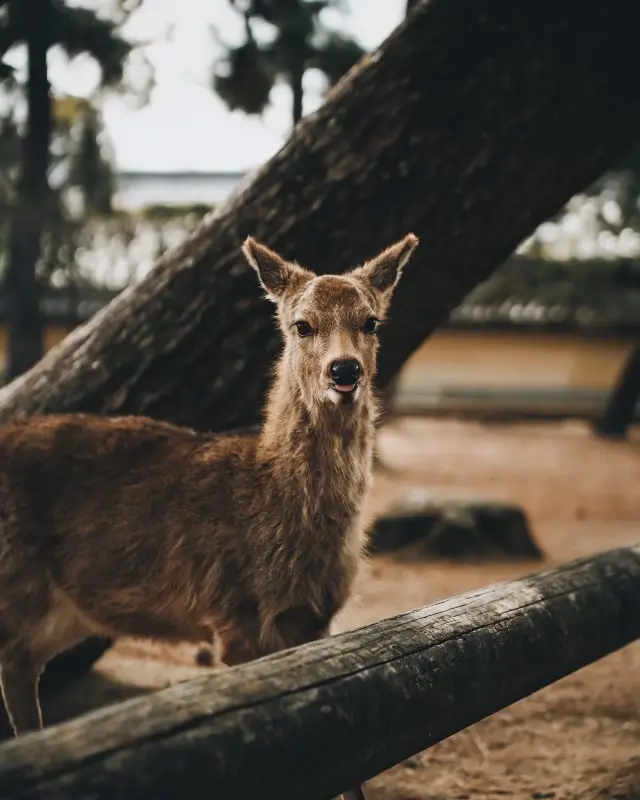 Kyoto, Japan | Went to a city for a group of deer