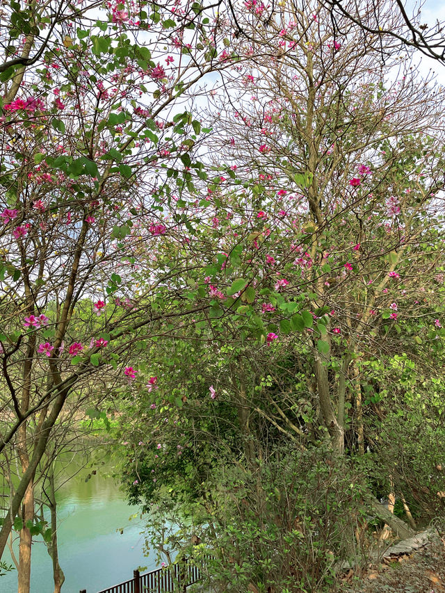 城市公園圖鑑｜去10000萬次都不夠深莞交界處的森林秘境