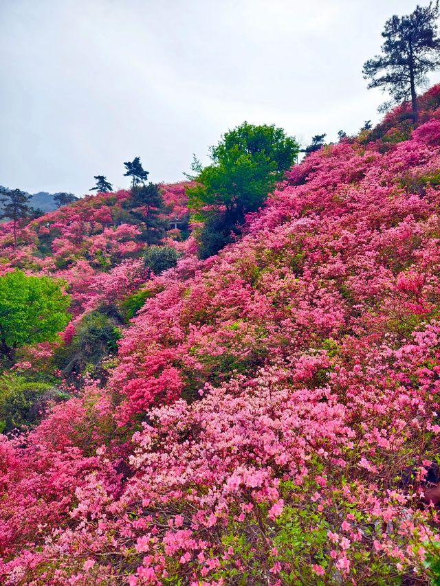 木蘭雲霧山的杜鵑已開！！