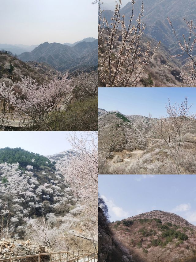 湖門村漫山桃花朵朵開！！