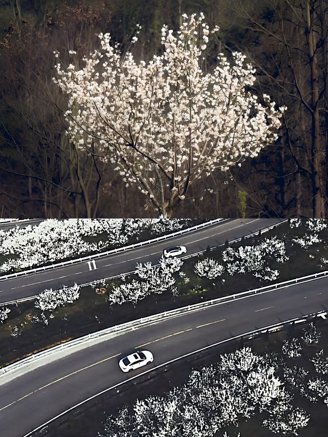 免費小眾景點|春天來貴陽凹河村看浪漫的“櫻桃花”吧！