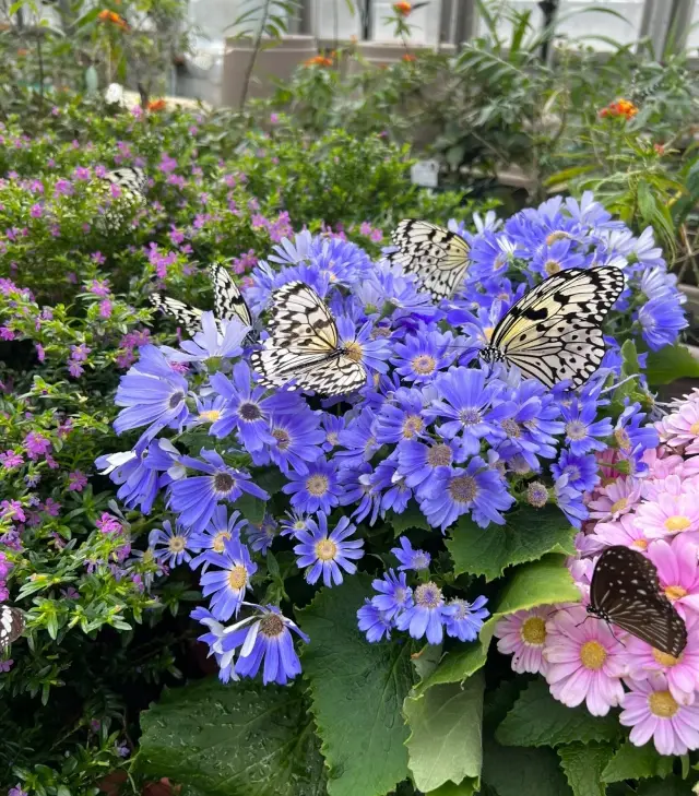 Butterfly Park, the kingdom of insects, a wonderful encounter!