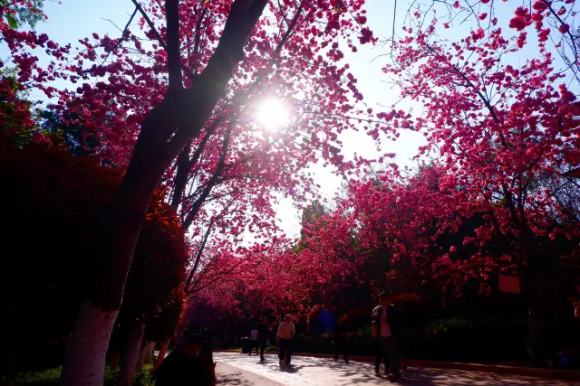 How beautiful are the cherry blossoms in Yunnan? Luolong Park in March tells you!